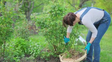 Bahçıvan kadın bahçıvan bahar bahçesinde gül çalılığında kuru dalları buduyor. Hobi, bahçıvanlık, peyzaj tasarımı, doğa bitki bakımı konsepti