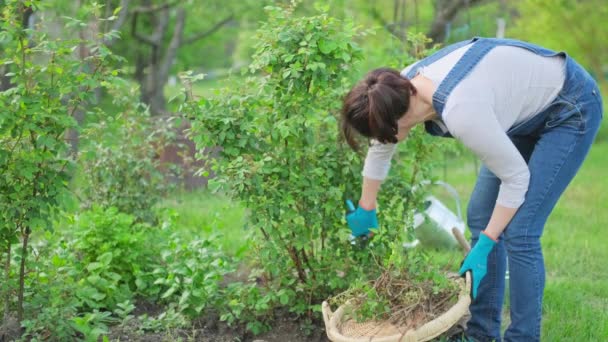 Kobieta Ogrodnik Przycinanie Suchych Gałęzi Krzewie Róż Pruner Wiosennym Ogrodzie — Wideo stockowe