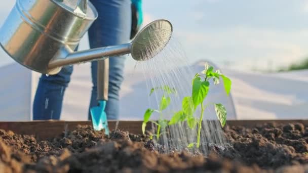 Närbild Hand Med Vattning Kan Vattna Planterade Plantor Trädgårdsodling Paprika — Stockvideo