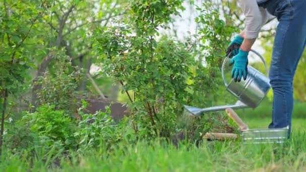 Mulher Regando Canteiro Flores Com Roseiras Quintal Hobby Jardinagem Projeto — Vídeo de Stock