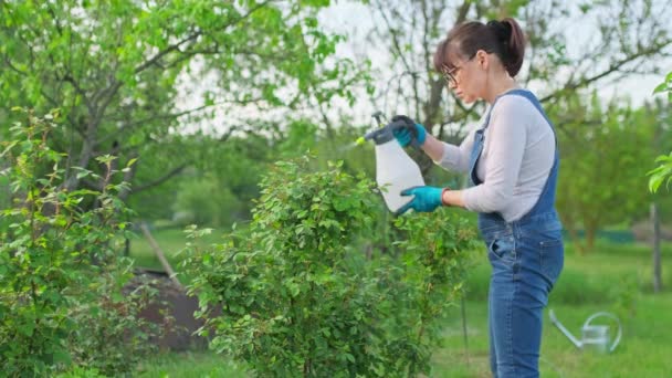 뒷마당에 화단에 관목을 뿌리는 여성들 해충이나 곰팡이 병으로부터 식물을 보호하고 — 비디오