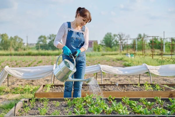 浇水的园艺师可以用木床浇灌蔬菜园 用年轻的甜菜胡萝卜浇灌 有机生物蔬菜和草药种植 — 图库照片