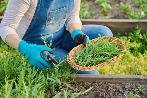 Mulher Pegando Folhas Arugula Jardim Agricultura Agricultura Jardinagem Ervas Cultivo — Fotografia de Stock