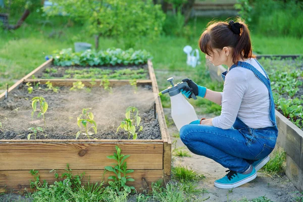 Bahçedeki Genç Paprika Tohumlarına Funicide Uygulayan Bir Kadın Tarım Bahçıvanlık — Stok fotoğraf