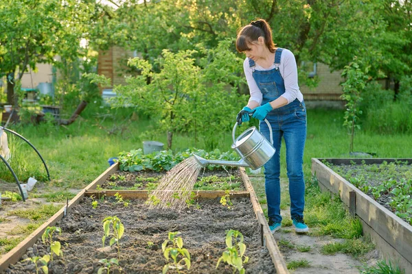 Zahradnice Zavlažovací Plechovkou Zavlažuje Zeleninovou Zahradu Dřevěnými Postelemi Mladými Celerovými — Stock fotografie