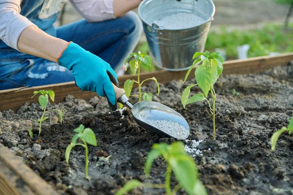 妇女用复合矿物质颗粒肥料给辣椒幼苗施肥 春天在花园里干活 有机生物蔬菜和草药种植 — 图库照片
