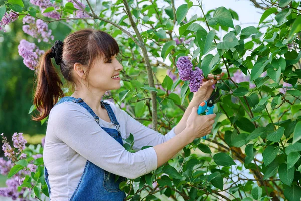 Perempuan Tukang Kebun Memangkas Cabang Ungu Dengan Secateurs Musim Semi — Stok Foto