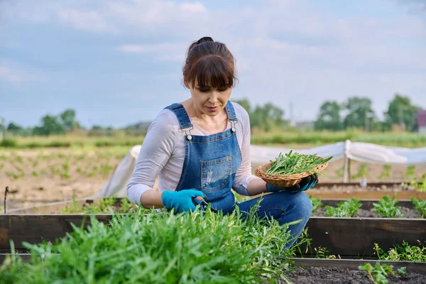 Wanita Memetik Daun Arugula Kebun Pertanian Pertanian Berkebun Herbal Tumbuh — Stok Foto