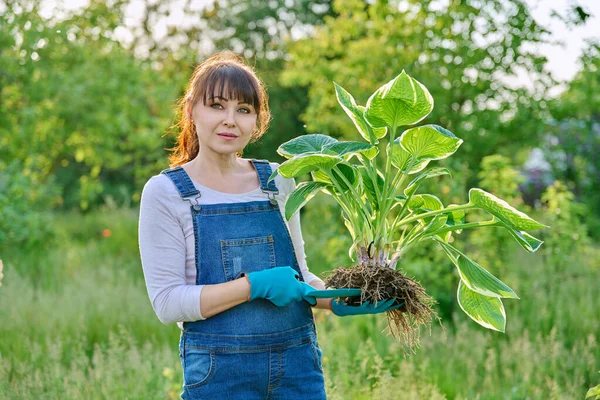 Wanita Tukang Kebun Dengan Tanaman Hosta Dengan Akar Sekop Taman — Stok Foto