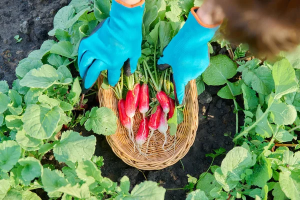 Bahçede Turp Toplayan Kadınların Yakın Çekimi Organik Doğal Biyolojik Sebzeler — Stok fotoğraf
