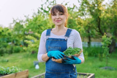 Baharda sebze bahçesinde kameraya bakan bir sepet roka otuyla gülümseyen orta yaşlı çiftçi kadının portresi. Tarım, tarım, yetiştirilen organik sebzeler ve bitkiler