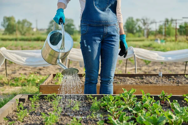 Wanita Tukang Kebun Dengan Air Dapat Menyiram Kebun Sayuran Dengan — Stok Foto