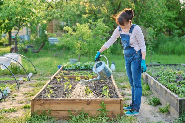 Wanita Tukang Kebun Dengan Penyiraman Dapat Menyiram Kebun Sayuran Dengan — Stok Foto