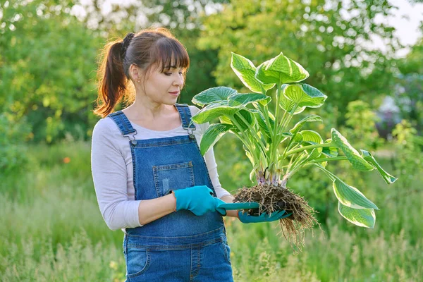Wanita Tukang Kebun Dengan Tanaman Hosta Dengan Akar Sekop Taman — Stok Foto