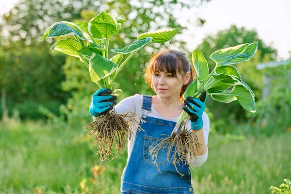 Wanita Tukang Kebun Dengan Tanaman Hosta Dengan Akar Kebun Musim — Stok Foto