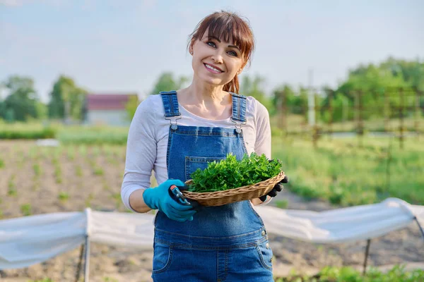 春菜园中年妇女面带笑容 提着一篮子欧芹香草 看着相机的画像 种植有机蔬菜和草药 — 图库照片
