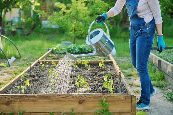 Zahradnice Zavlažovací Plechovkou Zavlažuje Zeleninovou Zahradu Dřevěnými Postelemi Mladými Sazenicemi — Stock fotografie