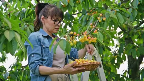 妇女在金属梯子上 提篮采摘夏园树上成熟的黄色樱桃 健康的维生素有机生态水果 — 图库视频影像
