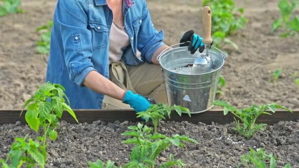 Agricultor Jardineiro Mulher Fertilizando Com Fertilizantes Complexos Plantas Jovens Tomates — Vídeo de Stock