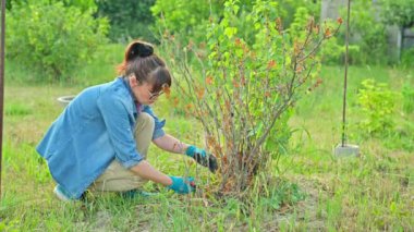 Kadın kara üzümlü çalılıklarda kuru dallar kesiyor. Bahçede mevsimlik bahar işleri