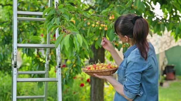 有篮子的妇女在夏园的树上采摘成熟的黄色樱桃 健康的维生素有机生态水果 — 图库视频影像