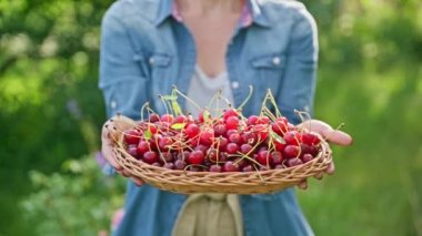 Kırmızı kiraz mahsulleri sepetin içinde kadınların elinde, yaz güneşli bahçesinde, hasat, çiftçilik, bahçıvanlık, sağlıklı doğal vitamin organik eko meyveler, gıda besin konsepti