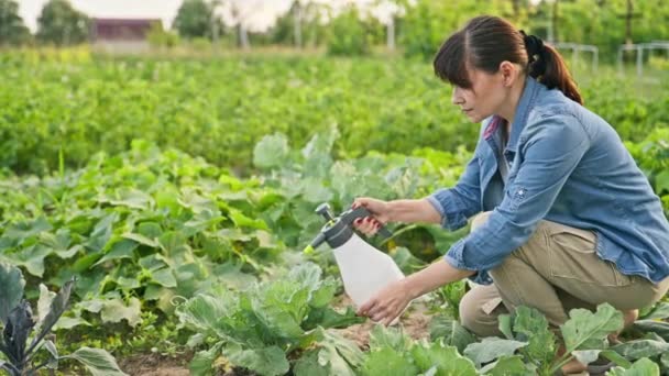 园丁农妇 园中喷洒青菜的喷枪 幼体植物防治真菌病害 开花植物生长促进剂提高产量 — 图库视频影像