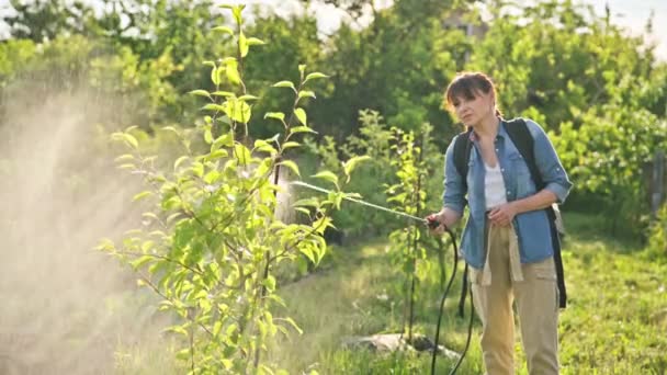 スプレーバックパックを持つ女性の庭師は庭で若い梨の木を噴霧し 細菌性真菌病 害虫寄生虫から庭を保護し 生物学的製剤を使用します — ストック動画