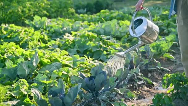 Жінка Поливає Дерев Яне Високе Ліжко Водою Рослинами Овочами Синьою — стокове відео