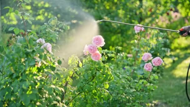 Giardiniere Donna Con Spruzzatore Zaino Elaborazione Cespugli Rosa Giardino Protezione — Video Stock