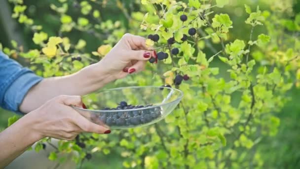 Bahçede Çalılıktan Olgun Bektaşi Üzümleri Toplayan Bir Kadın Yaz Mevsimi — Stok video