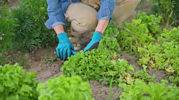 Bahçedeki Kadın Mezhepçilerle Marul Yaprağı Kesiyor Gıda Tarımı Tarım Hasat — Stok video