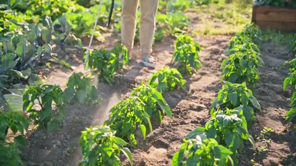 Gardener Agricultor Mulher Com Mochila Spray Pulverizando Plantas Pimenta Jardim — Vídeo de Stock