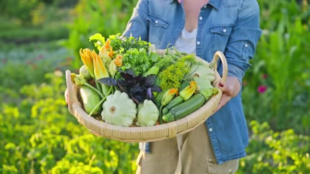 在农场菜园里 女性手中拿着绿色蔬菜和香草的特写篮 夏天七月收获 天然有机生态饮食素食维生素食物 健康的生活方式 — 图库视频影像