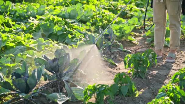 Gardener Farmer Woman Spray Backpack Spraying Blue Cabbage Plants Garden — Stock Video
