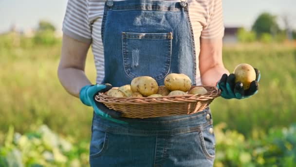 Bir Çiftçinin Elinde Taze Kazılmış Patatesler Çiftçi Pazarı Tarım Tarım — Stok video