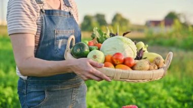 Sepete yakın çekim, yaz sebze hasadı bir kadının ellerinde, çiftçi pazarı. İçindekiler lahana havuç biber patates soğan salatalık kabak domates kereviz fesleğen