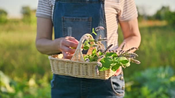 ハーブの収穫 農家市場 園芸など 女性の手のバスケットに花を咲かせるミントの枝 ナチュラル バイオ オーガニックハーブ ベジタリアン 健康食品コンセプト — ストック動画