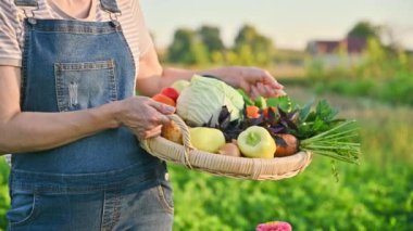 Sepete yakın çekim, yaz sebze hasadı bir kadının ellerinde, çiftçi pazarı. İçindekiler lahana havuç biber patates soğan salatalık kabak domates kereviz fesleğen