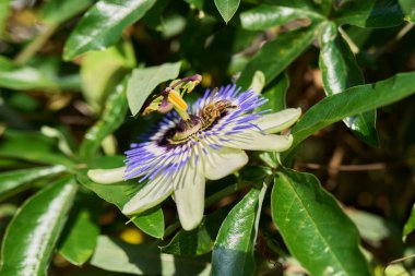 Passiflora mavi bitkisi, yakın planda çiçekler, bahçelerdeki çiçeklerin dekoratif peyzajı.