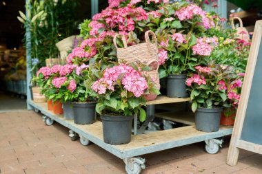 Çiçekçide çiçek açan pembe büyük yapraklı ortancalarla dolu raflar. Çiçekçilik, yaz mevsimi, sonbahar, teslimat, dekorasyon evler, apartman bahçeleri.