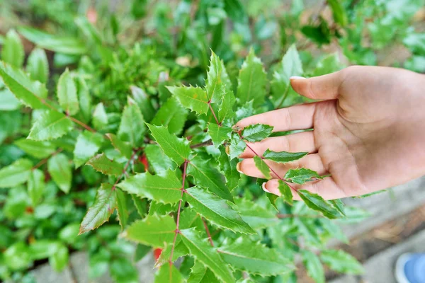 Close Leaves Evergreen Shrub Mahonia Holly — Stock Photo, Image