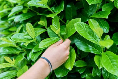 Kiraz defne bitkisinin yakın çekim yaprakları.