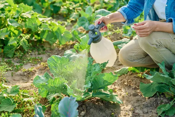 Gardener farmer woman with spray gun spraying green cabbage plant in garden. Treatment of young plants against fungal diseases, growth enhancers of flowering plants to increase yields