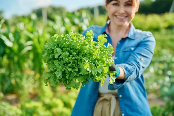 Close-up plant bush green lettuce leaves in hands of gardener farmer, nature vegetable garden background. Food nutrition agriculture farming harvesting, growing healthy organic bio vegetables herbs