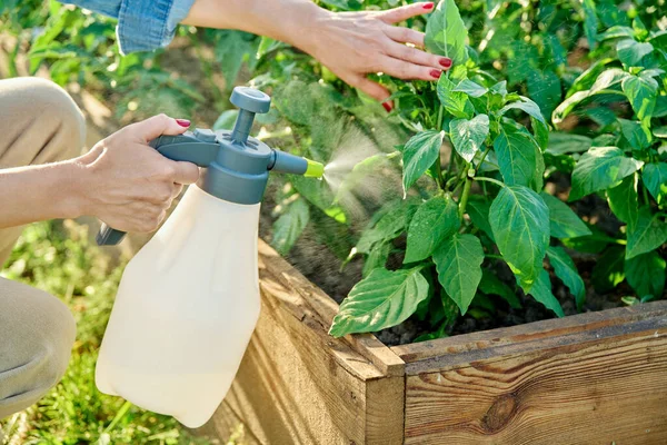 Close-up of gardener farmer hands with spray spraying sweet bell pepper plants in garden. Treatment of young plants against fungal diseases, growth enhancers of flowering plants to increase yields
