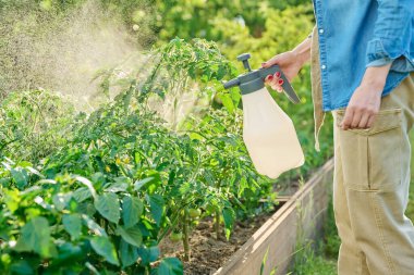 Gardener farmer woman with spray gun spraying tomato plants in garden. Treatment of young plants against fungal diseases, growth enhancers of flowering plants to increase yields clipart