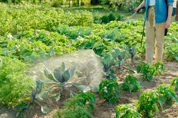 Gardener farmer woman with spray backpack spraying blue cabbage plants in garden. Treatment of young plants against fungal diseases, pest parasites, insect pests