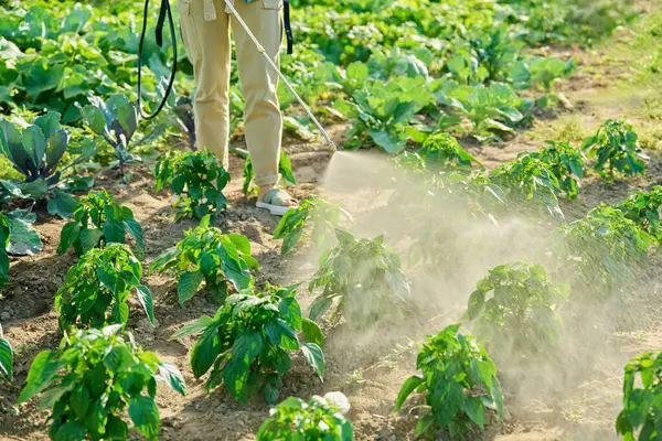 Gardener farmer woman with spray backpack spraying bell pepper plants in garden. Treatment of young plants against fungal diseases, insect pests growth enhancers of flowering plants to increase yields