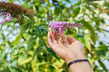 Çiçekli Buddleia çalısı, yakın planda pembe mor çiçekli dal. Doğa, botanik, bahçe, peyzaj, yaz konsepti.